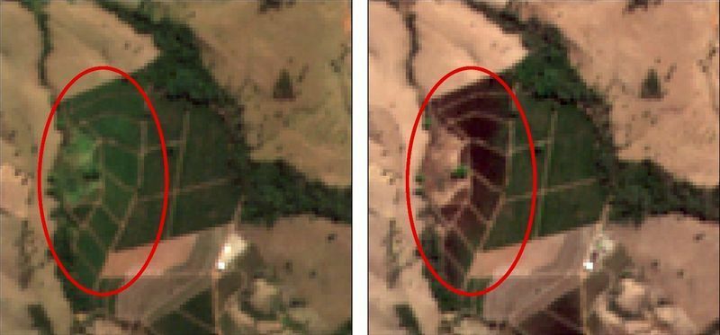 左：６月中旬の衛星画像　右：７月下旬の衛星画像　画像作成・提供：天地人