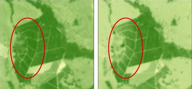 ６月中旬の衛星画像から作成したNDVI　右：７月下旬の衛星画像から作成したNDVI　画像作成・提供：天地人