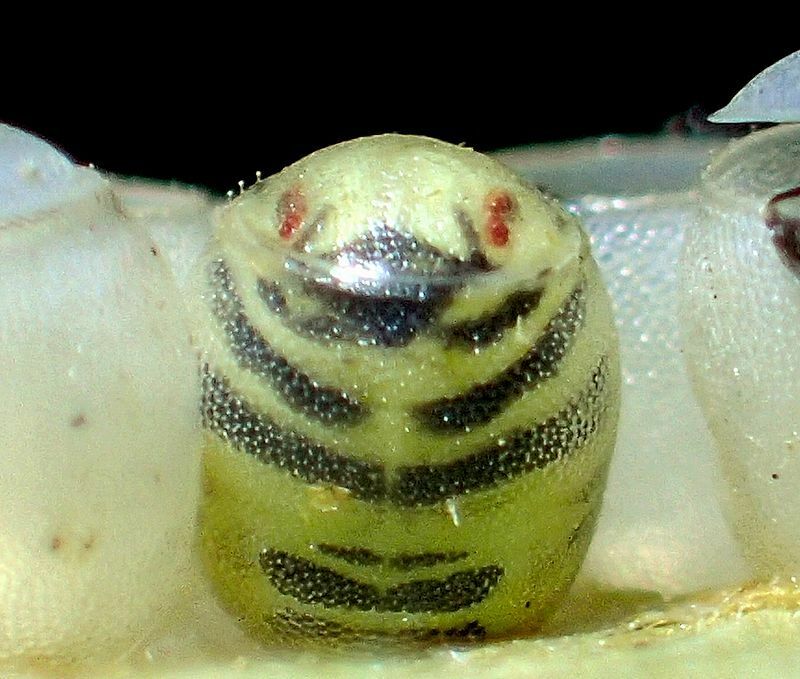 透明な卵の中の孵化直前のキマダラカメムシ幼虫