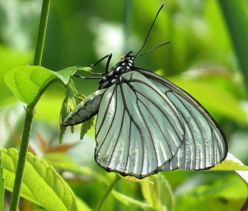 エノキに産卵するアカボシゴマダラの春型成虫。スジグロシロチョウを巨大にしたような白を基調とした大きな蝶だ。