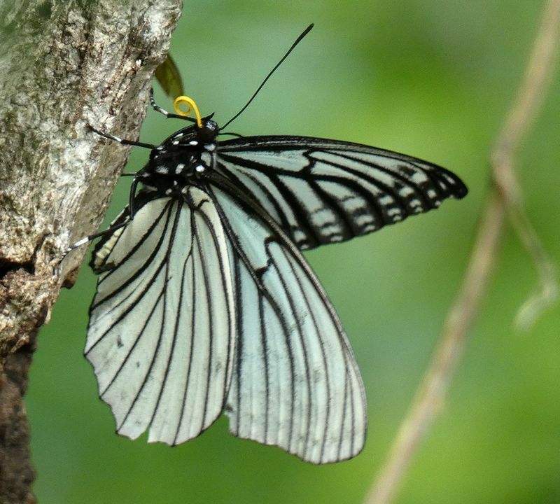 樹液を吸いにやってきたアカボシゴマダラの春型成虫