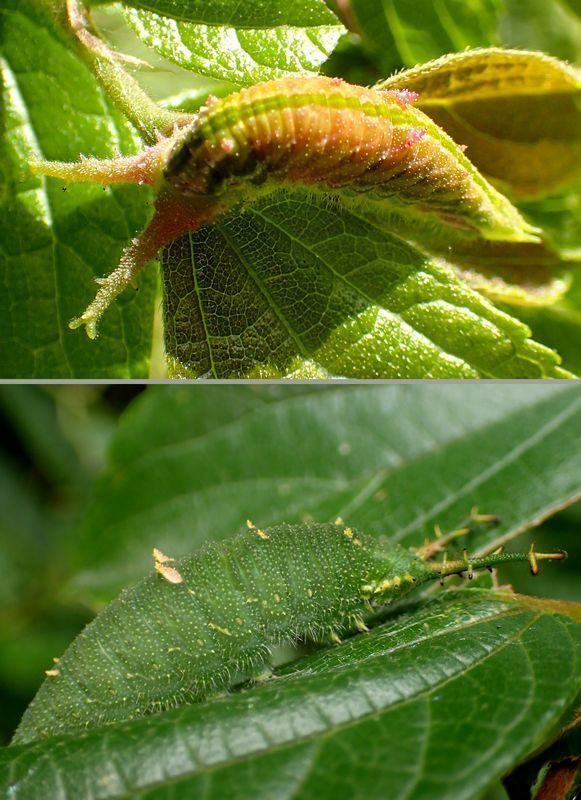 アカボシゴマダラの春型の幼虫はエノキの新芽に擬態しているらしく、赤っぽい（上）。夏型は夏の葉に似せて緑色（下）。