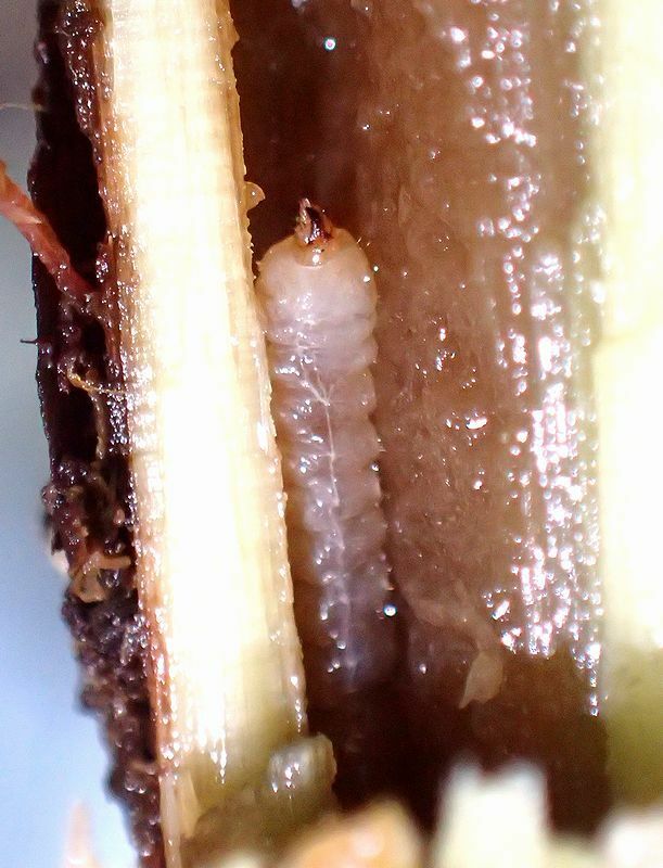 カラムシの茎の中を食べ進むラミーカミキリの幼虫