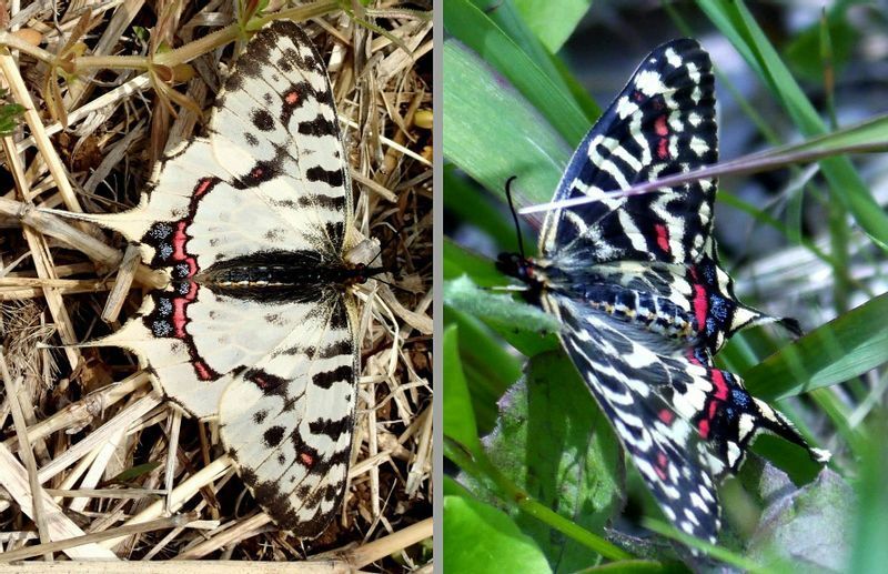 左の白っぽいのが雄、右の黒っぽいのが雌のホソオチョウ。この雌雄それぞれの美貌も魅力だ