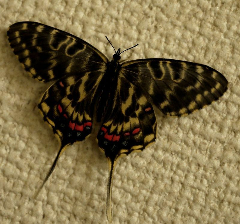 ホソオチョウの夏型の雌。春夏型がある蝶はたいてい春型の方がきれいだ