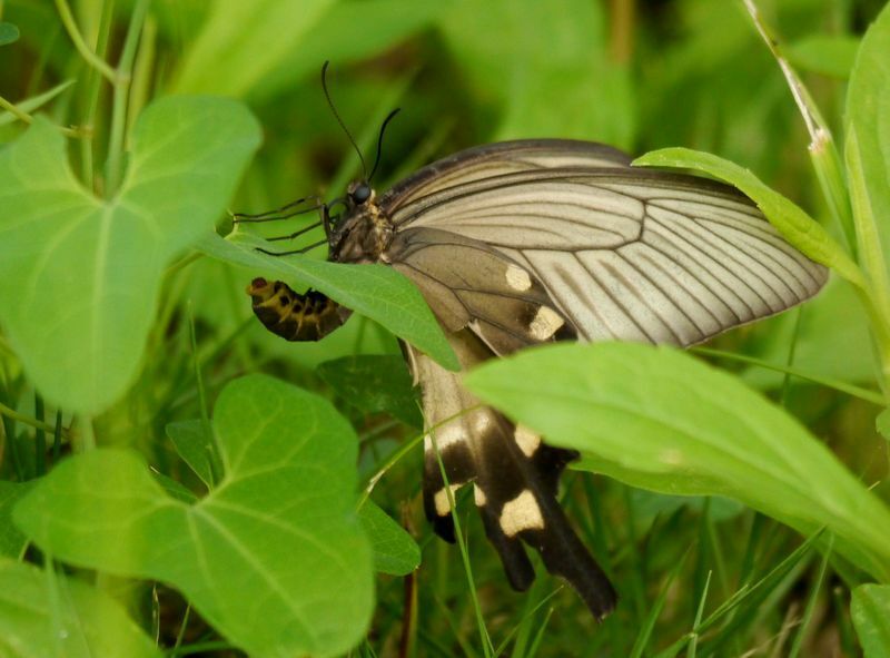 ホソオチョウが群れ飛ぶ近くでウマノスズクサに産卵していたジャコウアゲハ。昆虫記者はこういうしっとりした蝶も好きだが、ホソオチョウと比べるとやはり地味だ。