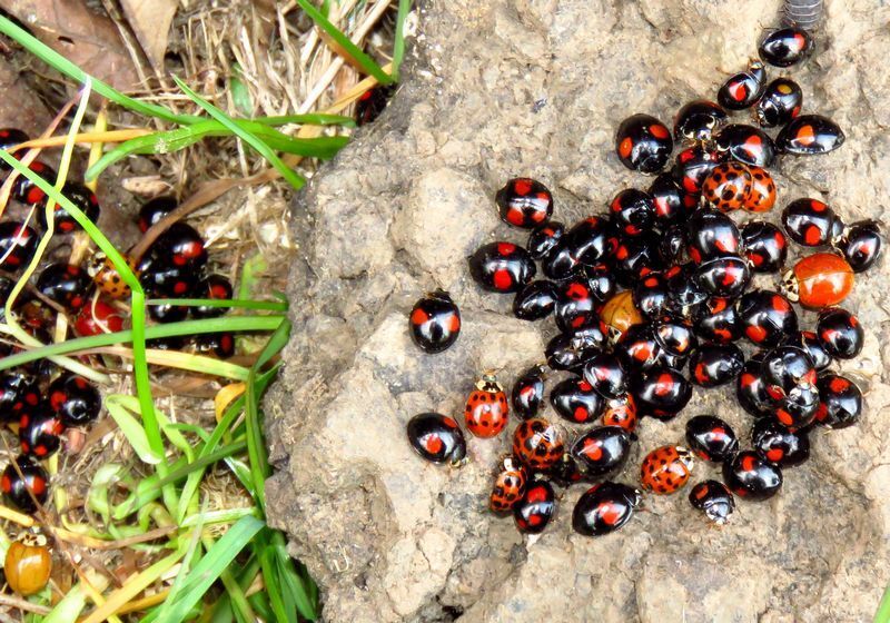 石の裏に隠れていたテントウ虫の越冬集団。石は元に戻しておこう