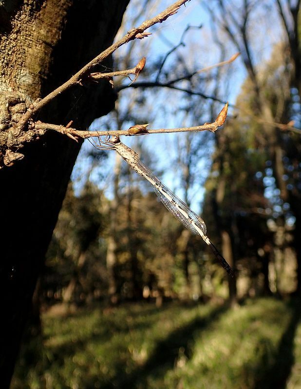 真冬のホソミオツネントンボはまさに枯れ枝