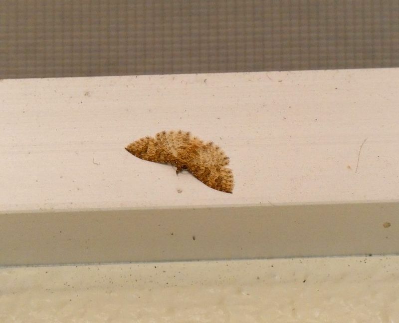 公園のトイレの天井近くにいたニジュウシトリバ。用を足す時は忘れず周囲の虫をチェック