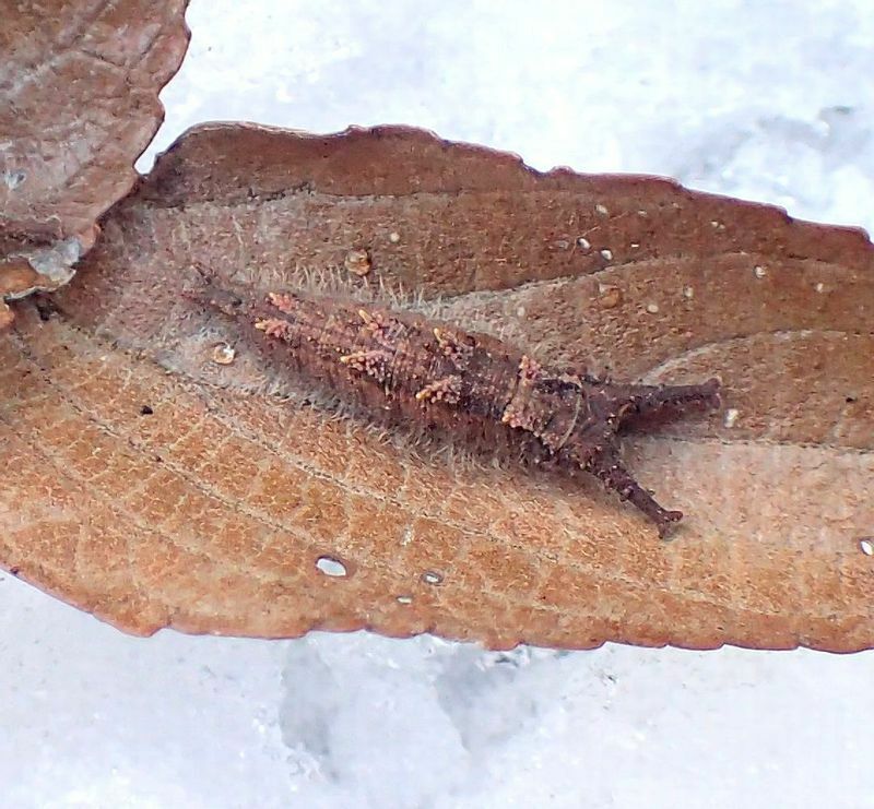 落ち葉の中でまったりしていたオオムラサキ幼虫を寒空の下に引っ張り出した