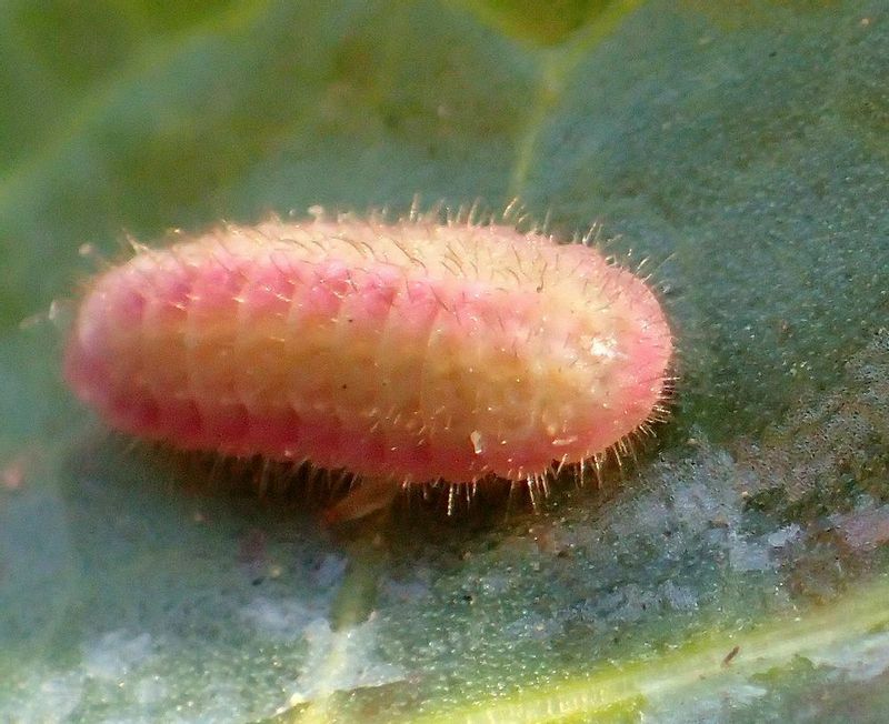 ベニシジミの幼虫の中には、全身がピンクっぽいのもいる。