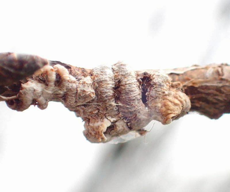 ムネアカアワフキ幼虫の巣は磯遊びでよく見かけるオオヘビガイに似ている