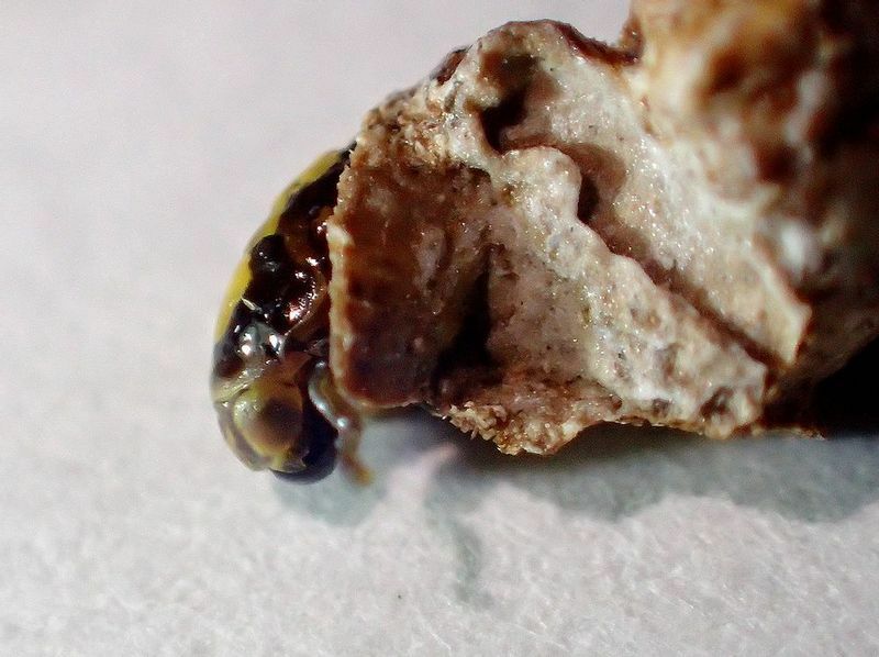 剝がした貝殻から顔を出したムネアカアワフキの幼虫