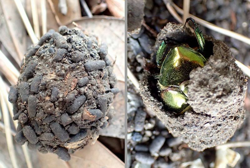 糞玉のようなリュウキュウツヤハナムグリの蛹室（左）と割れた蛹室から顔をのぞかせる成虫。