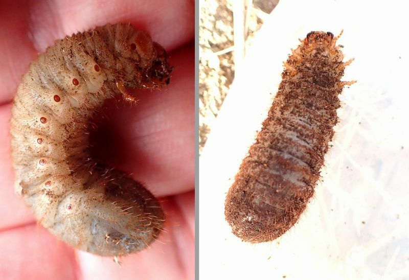 リュウキュウツヤハナムグリの幼虫（左）は、平な場所に置くと仰向けになって、蠕動運動で進んでいく（右）。
