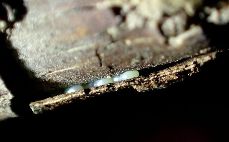 フチグロトゲエダシャクの卵は、こんな隙間に産み付けられることが多いようだ。