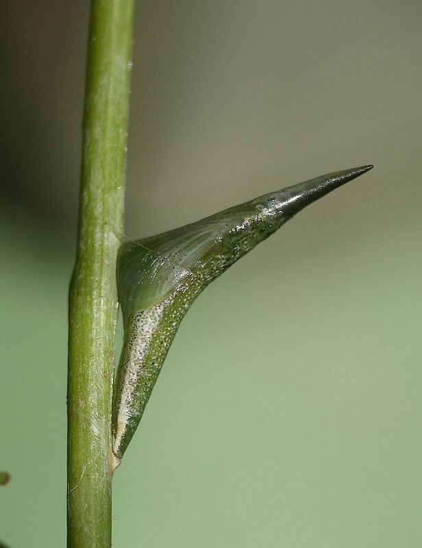 ツマキチョウの蛹は草木の棘に見える