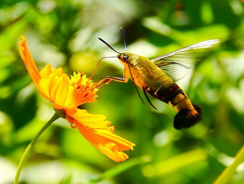 オオスカシバの仲間は、ホバリングしながら花の蜜を吸う姿からハミングバード・モスとも呼ばれる