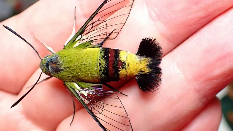 巨大な蜂 いいえオオスカシバという蛾です うっそー ほんとー 信じられない 天野和利 個人 Yahoo ニュース