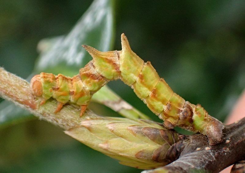アラカシの冬芽の隣にいるカギバアオシャク幼虫。冬芽擬態には大きくなりすぎのようだ。