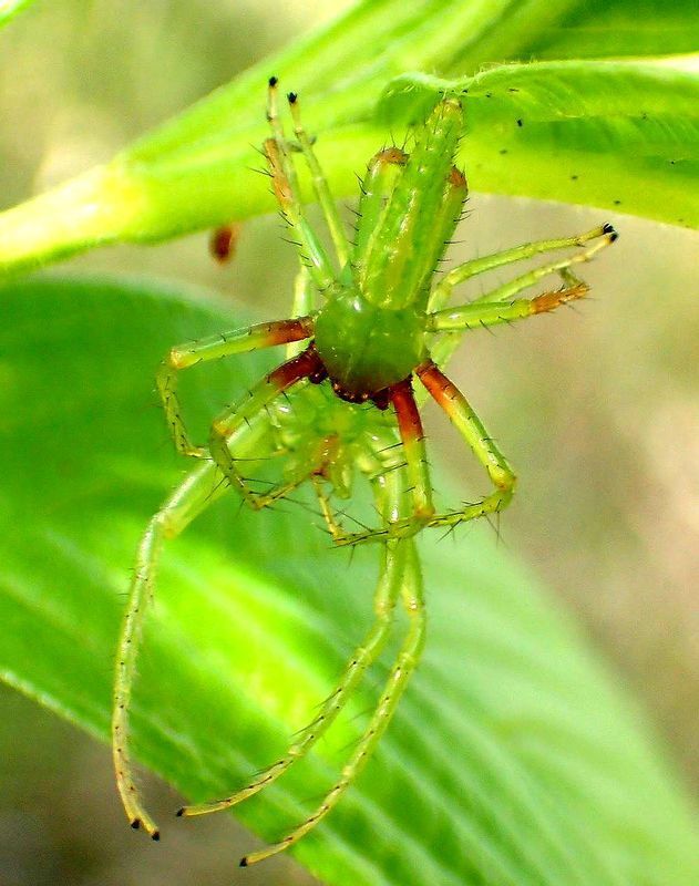 ワカバグモの交接を雄の背中側から見た様子