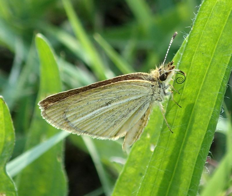 ギンイチモンジセセリの夏型は、翅裏の銀の線がほとんど見えない。