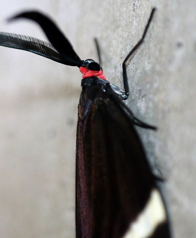 成虫の赤い頭と黒い翅がホタルに似ていることがホタルガの名の由来らしい。