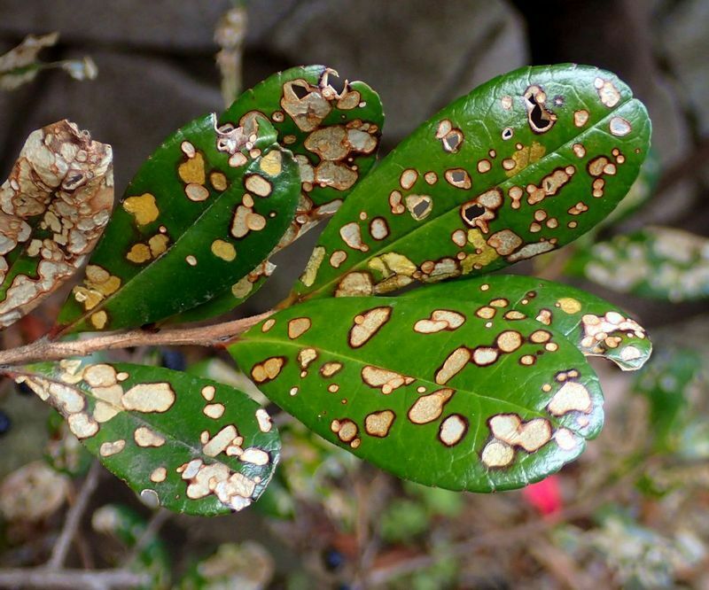 ホタルガの幼虫に食害されたハマヒサカキの葉。斑入りの芸術的な葉にも見える。