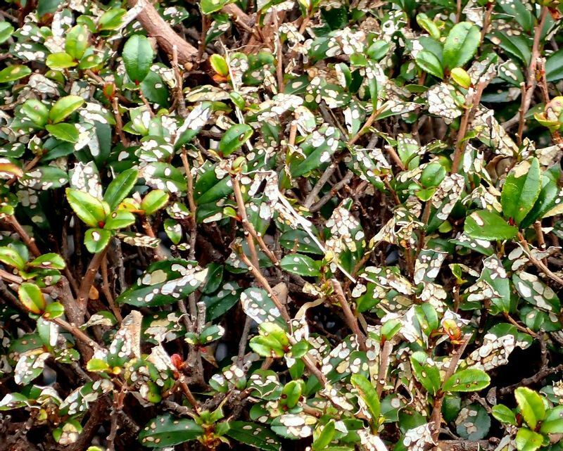 ホタルガの幼虫が大量発生すると、生垣の緑はこんな風になる。星空のようでもある。
