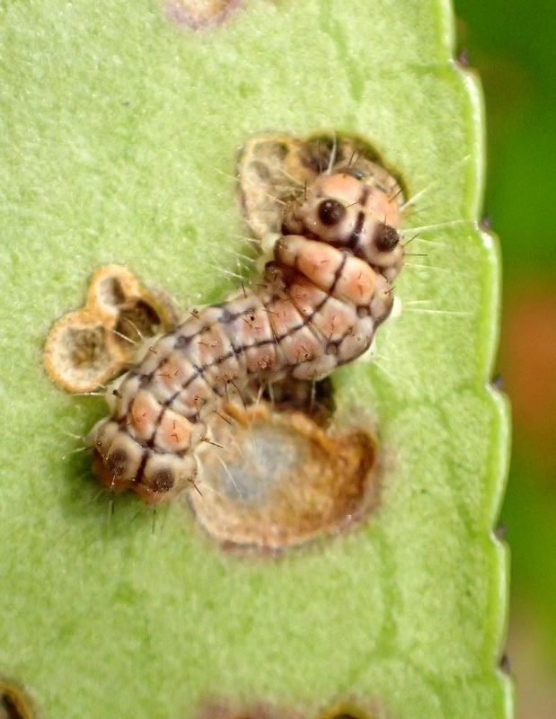 小さな幼虫は、葉裏から葉肉だけを食べて表面の薄皮を残す。