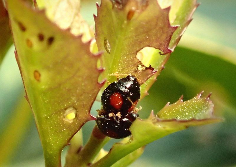 交尾中のヘリグロテントウノミハムシ成虫。近くに散乱痕が見られる。