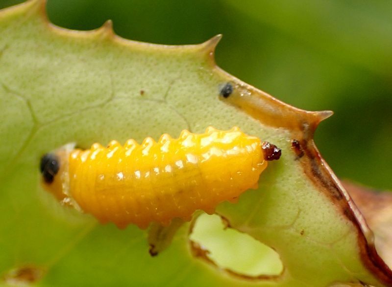 頭だけ葉の中に潜った大きな幼虫(下)と、完全に潜っている小さな幼虫(上)。