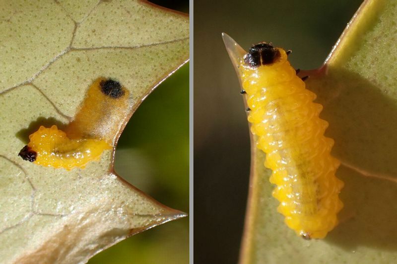 大きな幼虫は半分葉に潜っていることが多いが、完全に葉から姿を出すこともある。