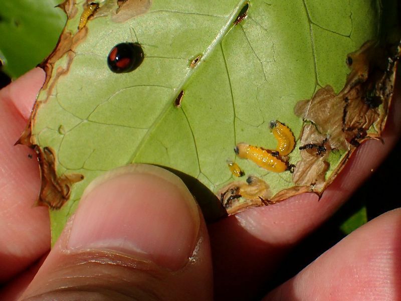 成虫と幼虫のサイズは、親指と比べるとこんな感じ。小さい虫だが被害はけっこう大きい。