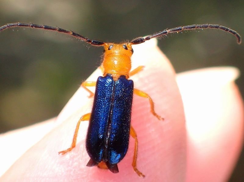 あなたの家の周りにも山ほどいる身近なかわいい害虫その３ 