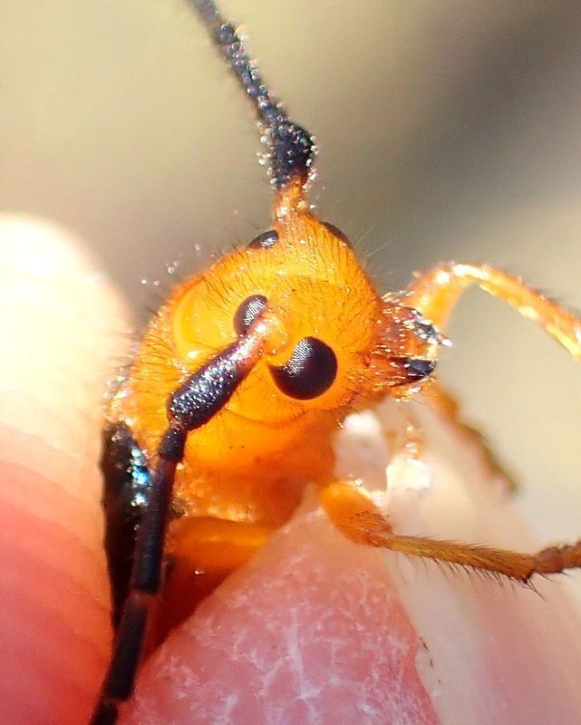 ルリカミキリ成虫の左右の複眼は、それぞれ上下に分断されているので４つある感じに。