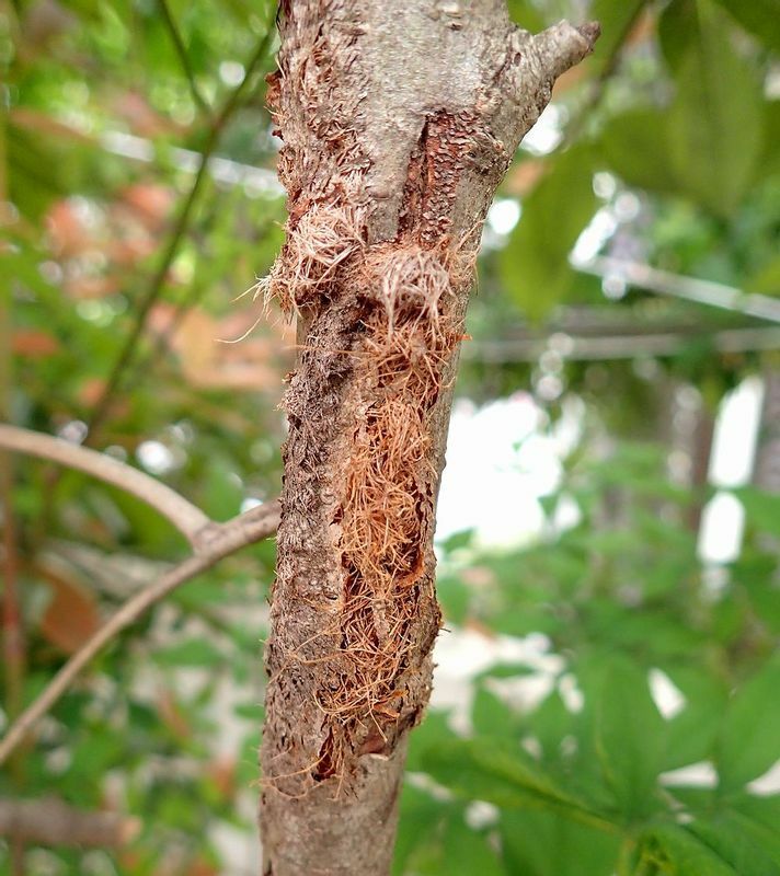 ルリカミキリの幼虫に食害された木は、こんな風にボロボロになり、枯れてしまうことも。