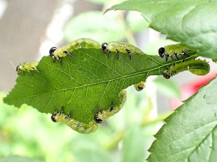 チュウレンジバチの仲間の幼虫は集団でバラの葉を食害する。静かに食事中の幼虫集団。