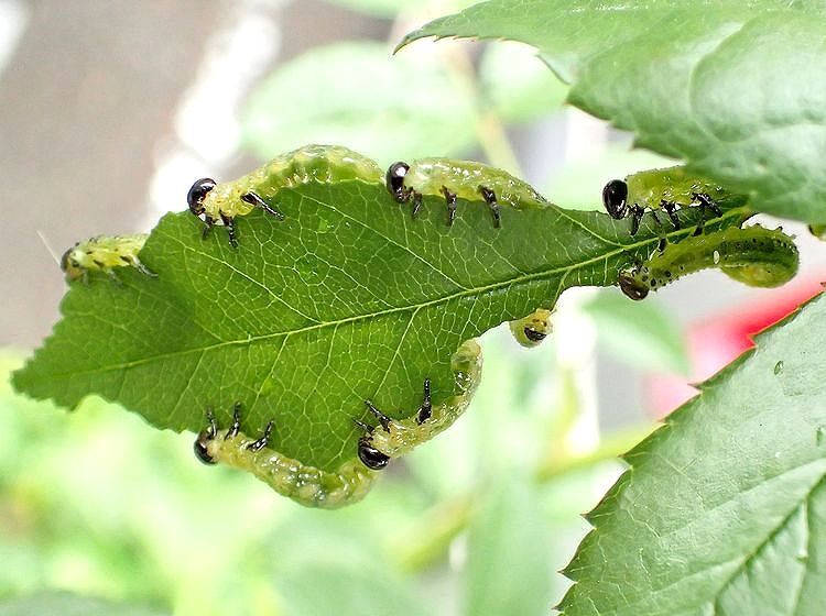 あなたの家の周りにも山ほどいる身近なかわいい害虫その4 バラの最大の敵チュウレンジバチ 天野和利 個人 Yahoo ニュース あなたの家の周りにも山ほどいる身近なかわいい害虫その4 バラの最大の敵チュウレンジバチ 天野和利 個人 Yahoo ニュース