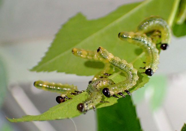 チュウレンジバチの幼虫は、危険を感じるとお尻を高く突き上げるので、バラの茂みをゆすってみると割と簡単に見つかる。