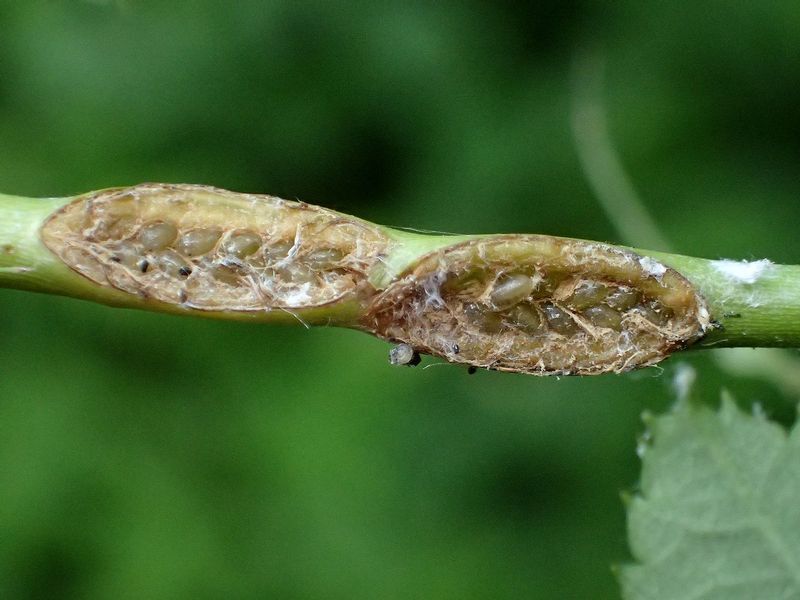あなたの家の周りにも山ほどいる身近なかわいい害虫その4 バラの最大の敵チュウレンジバチ 天野和利 個人 Yahoo ニュース あなたの家の周りにも山ほどいる身近なかわいい害虫その4 バラの最大の敵チュウレンジバチ 天野和利 個人 Yahoo ニュース