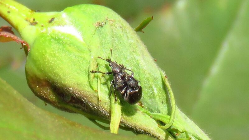 あなたの家の周りにも山ほどいる身近なかわいい害虫その5 クロケシツブチョッキリ バラゾウムシ 天野和利 個人 Yahoo ニュース あなたの家の周りにも山ほどいる身近なかわいい害虫その5 クロケシツブチョッキリ バラゾウムシ 天野和利 個人 Yahoo ニュース