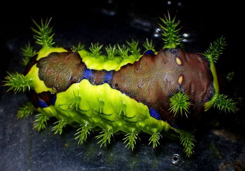 蛹化直前だろうか、こんな丸々と太ったイラガの幼虫も可愛い。