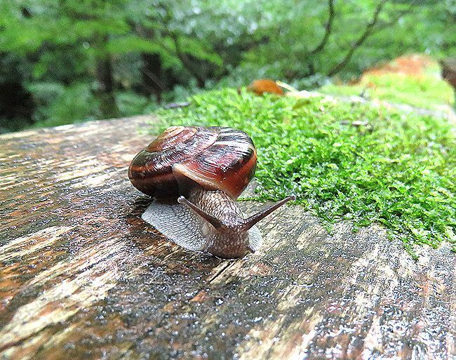 大型の右巻きカタツムリの代表、ミスジマイマイ。