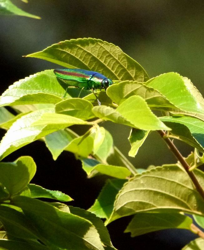 ヤマトタマムシの成虫はエノキなどの葉を食べるので、エノキの樹冠に多い。