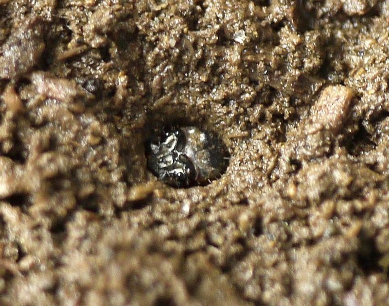 地面の穴の中で獲物が通りかかかるのを待つハンミョウの仲間の幼虫