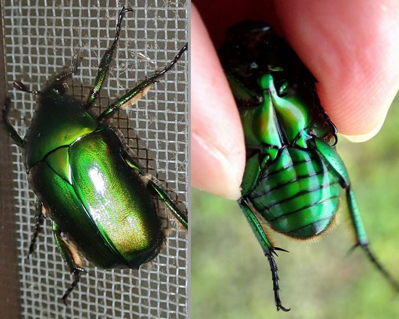 ただのカナブンの中にも緑色系のもの(左の写真)がいる。裏返して後ろ足の付け根が離れていれば(右の写真)ただのカナブンだ。