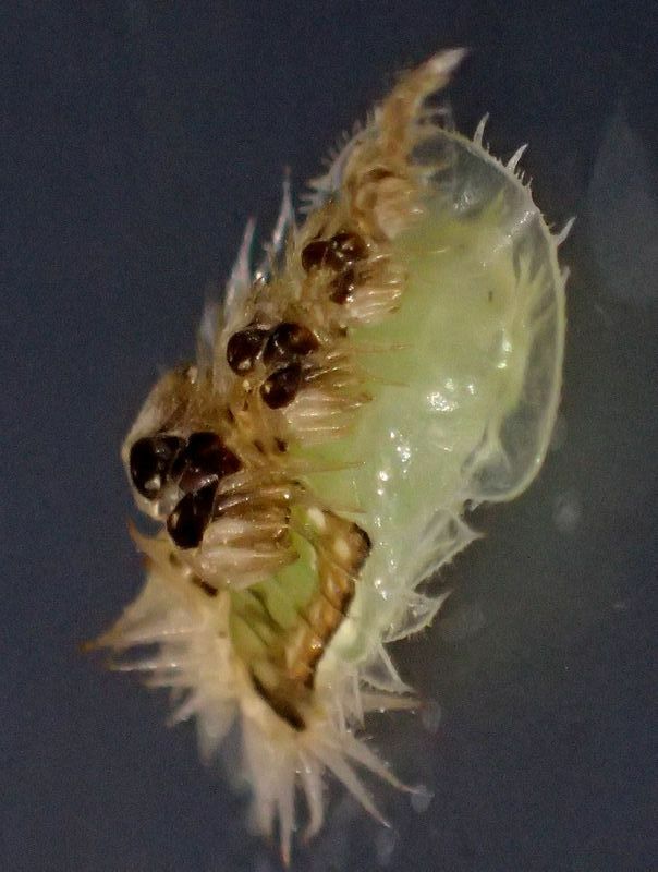 ジンガサハムシの蛹。相変わらず幼少期からの脱皮殻を背負っている。