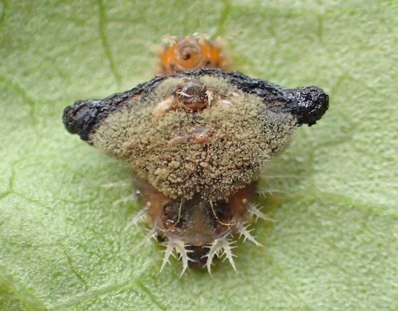 ヨツモンカメノコハムシの幼虫。背を覆っているのは糞を固めた傘のようなもの。
