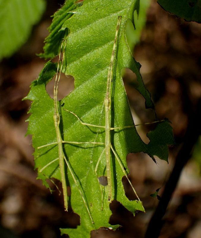 ナナフシの幼虫は春にたくさん見られる。